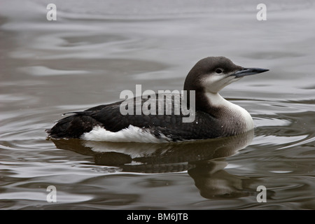 Prachttaucher, Throated Taucher, Tauchen, Gavia, Arctica, Black-throated, Loon Stockfoto