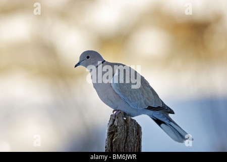 Türkentaube, Taube, Eurasien, Halsband, Taube, Streptopelia Decaocto, Stockfoto