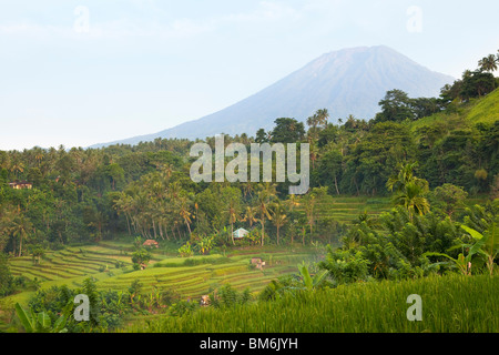 Reisfeld am Tirta Gangga, Bali, Indonesien Stockfoto