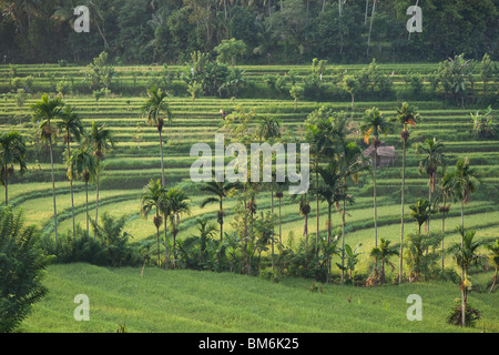 Reisfeld am Tirta Gangga, Bali Indonesien Stockfoto