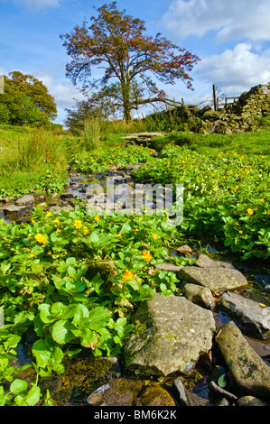 Gemeinsame Affe-Blume, Mimulus Guttatus, wächst in der Nähe von Ambleside, Lake District Stockfoto