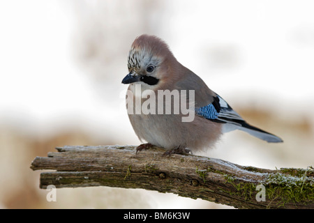 Eichelhäher Garrulus, Glandarius, Eurasien, Jay, Häher, Stockfoto