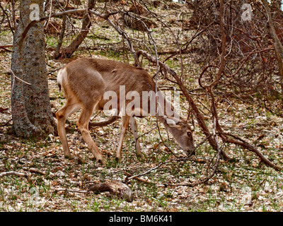 Eine weibliche weiß - angebundene Rotwild (Odocoileus Virginianus) Futter für Lebensmittel im Zion Nationalpark, Utah. Stockfoto