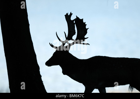 Buck Damhirsch (Dama Dama), Männlich, Silhouette. Lorraine, Frankreich Stockfoto