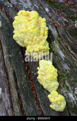 Huhn des Waldes (Laetiporus Sulphureus), auch bekannt als der Schwefel Polypore. Stockfoto