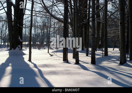 Bäume Schatten langen Winter auf dem Schnee an einem sonnigen Tag in New England. Stockfoto