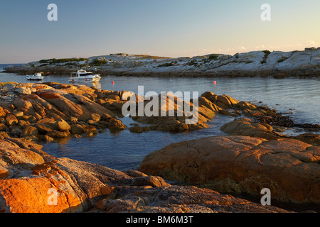 Orangefarbenen Flechten auf Küstenfelsen, Angelboote/Fischerboote vertäut im Gulch, und Gouverneur der Insel, Bicheno, östlichen Tasmanien, Australien Stockfoto