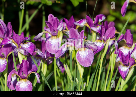 Ein Bett von sibirische Iris Siberica Carrie lee Stockfoto