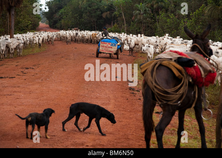 Herde von Rindern, BR-163 Straße (Cuiabá - Santarem Straße) im Süden Para State, Amazonas, Brasilien. Stockfoto