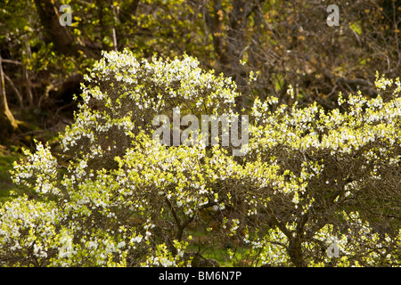 Pflaumenmus-Blüte in der Lyth Valley, South Cumbria, UK. Stockfoto