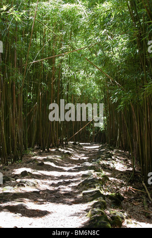 Pipiwai Wandern Wanderweg durch schwarzen Bambus-Wald auf Maui, Hawaii in der Nähe von Hana. Stockfoto