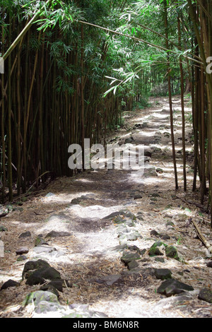 Pipiwai Wandern Wanderweg durch schwarzen Bambus-Wald auf Maui, Hawaii in der Nähe von Hana. Stockfoto