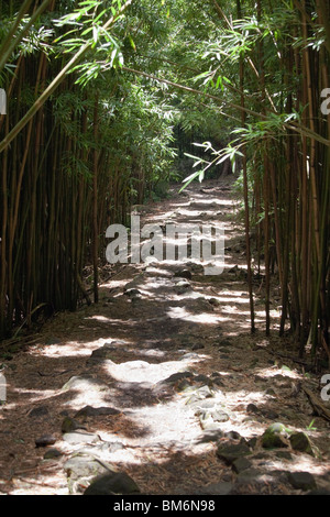 Pipiwai Wandern Wanderweg durch schwarzen Bambus-Wald auf Maui, Hawaii in der Nähe von Hana. Stockfoto