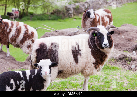 Jacobs-Schafe in einem Feld in der Lyth Valley, South Cumbria, UK. Stockfoto