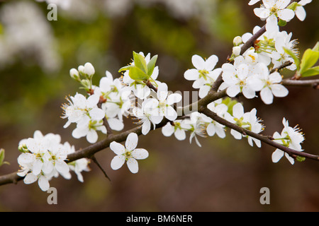 Pflaumenmus-Blüte in der Lyth Valley, South Cumbria, UK. Stockfoto