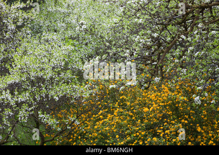 Pflaumenmus-Blüte in der Lyth Valley, South Cumbria, UK. Stockfoto