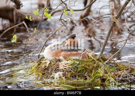 Ein Haubentaucher (Podiceps Cristatus) saß auf seinem Nest auf Buttermere im Lake District, UK. Stockfoto