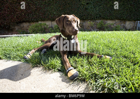 Labrador mit Abenteuer-Ausrüstung. Stockfoto