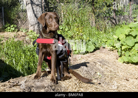 Chocolate Labrador mit Abenteuer-Ausrüstung. Stockfoto