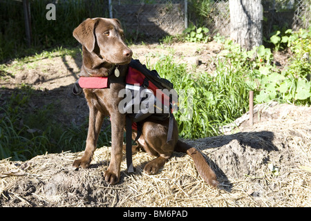 Chocolate Labrador mit Abenteuer-Ausrüstung. Stockfoto