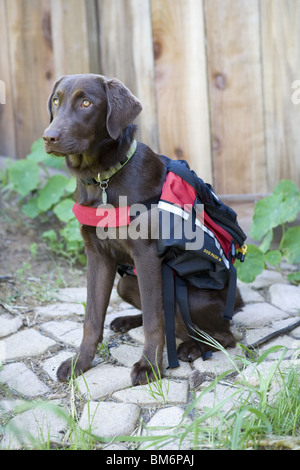 Chocolate Labrador mit Abenteuer-Ausrüstung. Stockfoto