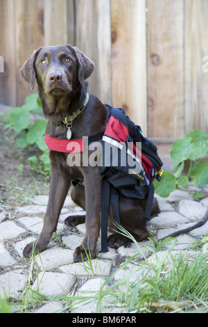 Chocolate Labrador mit Abenteuer-Ausrüstung. Stockfoto