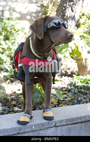 Chocolate Labrador mit Abenteuer-Ausrüstung. Stockfoto