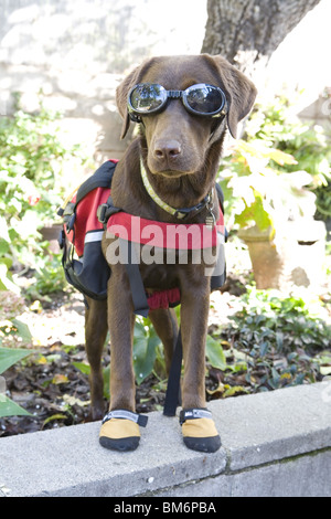 Chocolate Labrador mit Abenteuer-Ausrüstung. Stockfoto