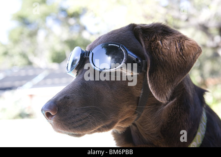 Labrador mit Abenteuer-Ausrüstung. Stockfoto