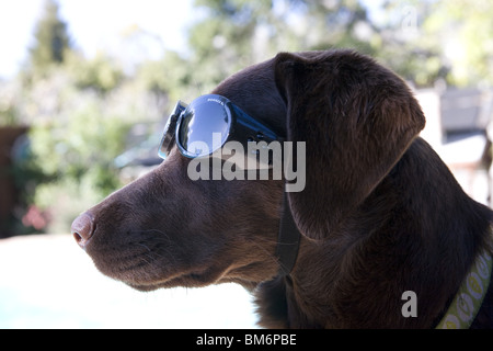 Labrador mit Abenteuer-Ausrüstung. Stockfoto