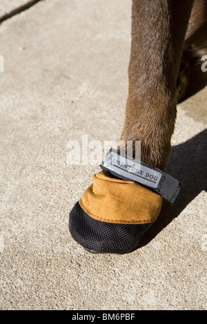 Labrador mit Abenteuer-Ausrüstung. Stockfoto