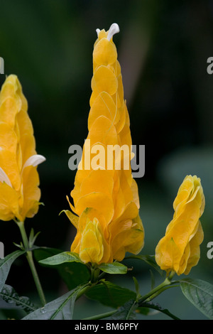 Goldene Kerze, Pachystachys Lutea, Lutscher Pflanze Stockfoto