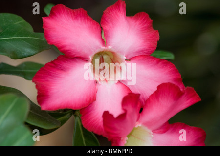 Wüstenrose (Adenium Obesum) Stockfoto