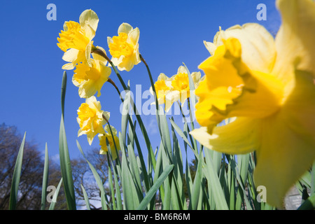 Narzissen in Clappersgate Kirchhof im Frühjahr, Lake District, Großbritannien. Stockfoto