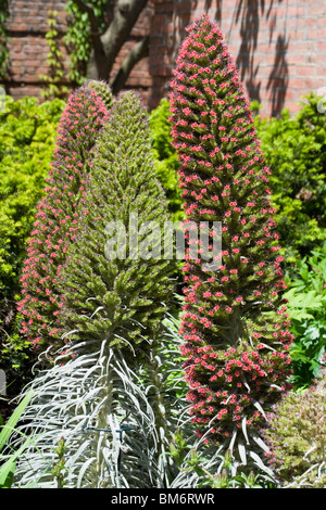 Tower of Jewels (Echium Wildpretii) Stockfoto