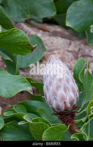 Königsprotea: Protea Cynaroides. Bud der Blume. Stockfoto