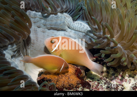 Rosa Anemonenfische (Amphiprion Perideraion), paar mit frisch gelegten Eiern zu laichen. Misool, Raja Ampat, West Papua, Indonesien. Stockfoto