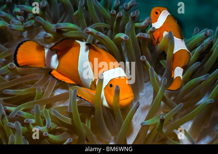 Falscher Clown Anemonenfische (Amphiprion Ocellaris) in Host-Anemone. Misool, Raja Ampat, West Papua, Indonesien. Stockfoto