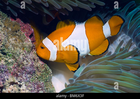 Falscher Clown Anemonenfische (Amphiprion Ocellaris). Stockfoto