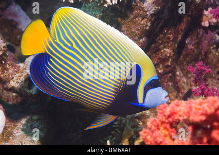 Kaiser-Kaiserfisch (Pomacanthus Imperator). Rotes Meer, Ägypten. Stockfoto