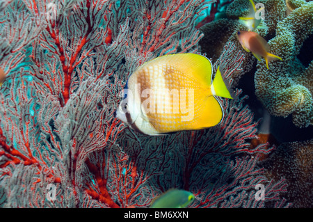 Kleins Butterflyfish (Chaetodontidae Kleinii) mit Gorgonien. Misool, Raja Empat, West Papua, Indonesien. Stockfoto