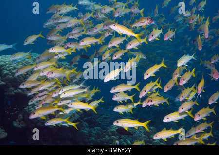 Yellowfin Goatfish (Mulloidchthys guentheri). Andamanensee, Thailand. Stockfoto