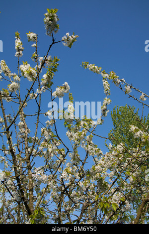 Kirschbaum Blumen oder Blüten, Hampshire, England, Vereinigtes Königreich. Stockfoto