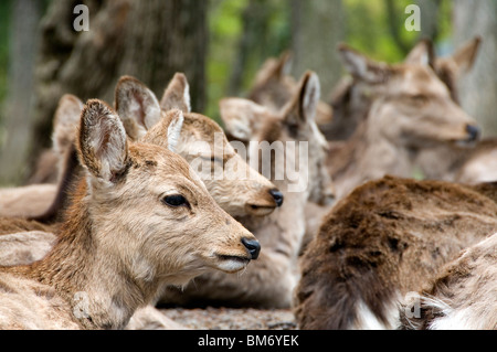 Sika Hirsch Reh in Nara, Japan Stockfoto