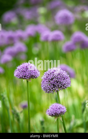 Allium 'Globemaster' blüht im Mai. UK. Selektiver Fokus Stockfoto
