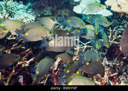 Goldene Kaninchen (Siganus Guttatus) Schule von Algen wachsen auf Toten Acropora ernähren. Andamanensee, Thailand. Stockfoto