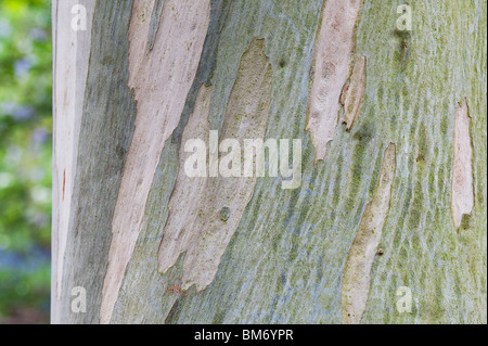 Eukalyptus glaucescens. Tingiringi Gummi Baumrinde Stockfoto