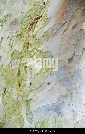 Eucalyptus niphophila pauciflora. Snow gum Baumrinde. Großbritannien Stockfoto