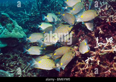 Goldene Kaninchen (Siganus Guttatus) Schule von Algen wachsen auf Toten Acropora ernähren. Andamanensee, Thailand. Stockfoto