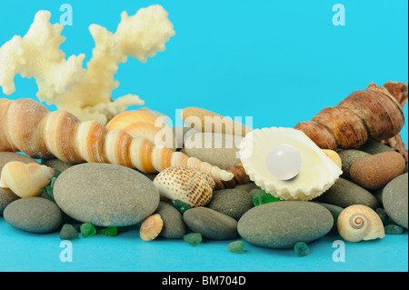 Perle in der offene kleine Muschel. Auf einem Hintergrund von Objekten von einem Leben im Meer Stockfoto